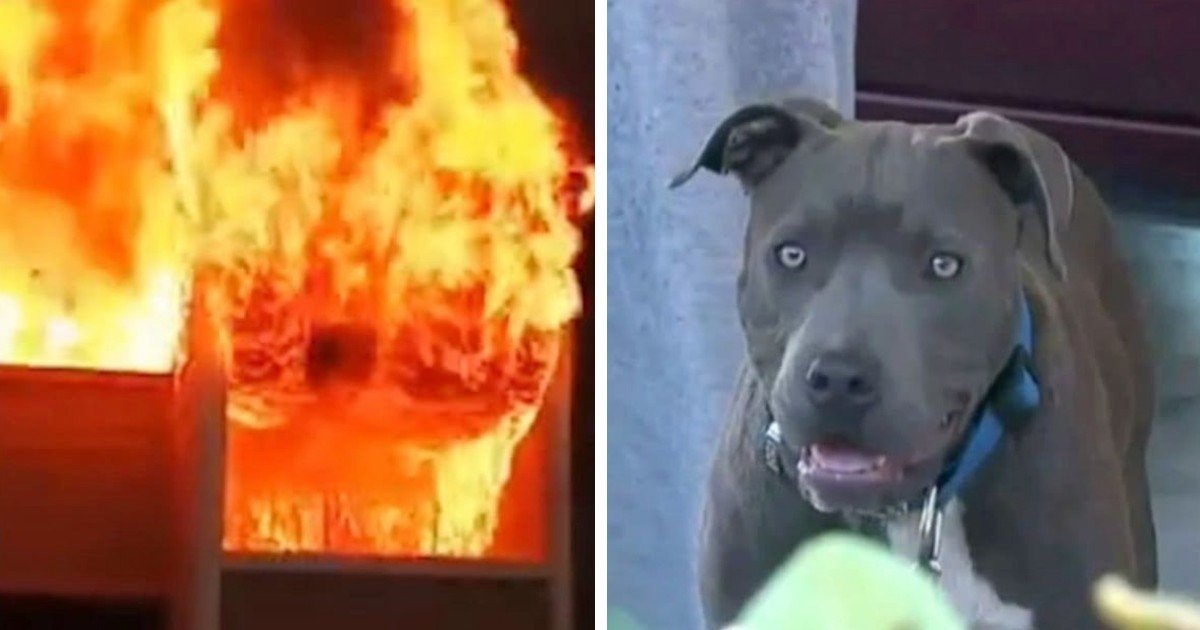 Family house burns to ground with baby inside when mom sees pit bull dragging baby out by her diaper