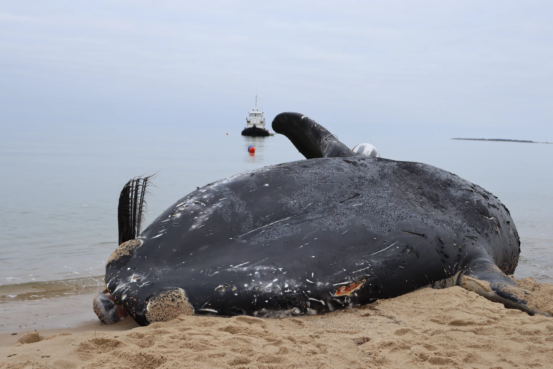 A closer look: can right whales and offshore wind safely coexist?